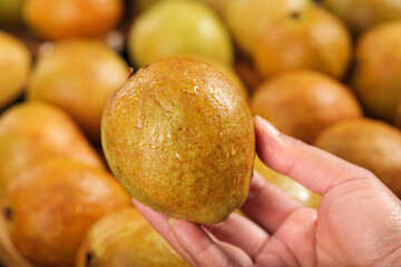 Fresh Ripe Guava Fruit in Hand - Tropical Produce from Guangxi China with Golden Skin and Soft Sweet Flesh