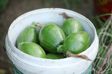Fresh Tender Green Pumpkins in Wicker Basket - Healthy Vegetable Harvest