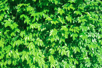 Green leaf fence natural wall background