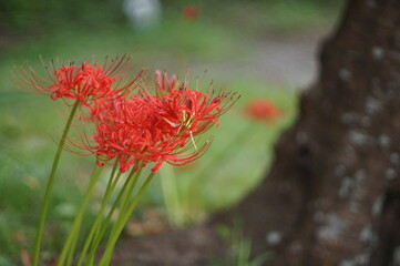 赤いヒガンバナ