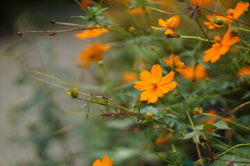 自生のコスモス