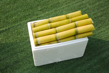 Fresh Sugar Cane Stalks in Display Box from Guangxi China - Yellow Skin Natural Segments