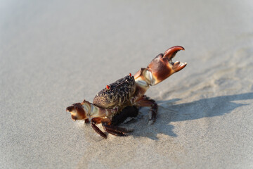 Close-up of a vibrant crab on sandy beach with clear sunlight highlighting its unique features and shadow interplay on wet sand surface