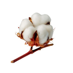A cotton boll on transpart background