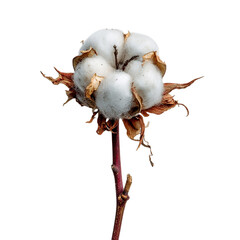 A cotton boll on transpart background