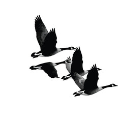 Obraz premium Set of black and white geese flying in formation silhouette isolated on white background