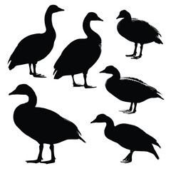 Obraz premium Collection of black and white goose silhouettes in flight and standing isolated on white background