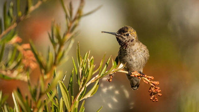 Humming bird desktop wallpaper