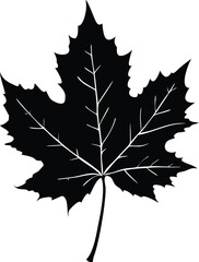 Detailed silhouette of a single maple leaf with intricate veins isolated on white background