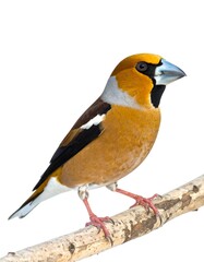 Close-up of a bird perched on a branch