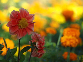 植物　９月の花　