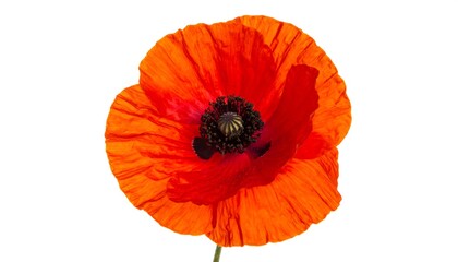 Vibrant red poppy close-up