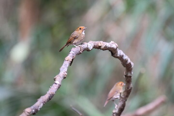 Snowy-browed Flycatcher on branch in Malaysia