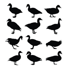 Obraz premium Collection of goose silhouettes in various poses isolated on white background