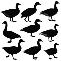 Obraz premium Collection of goose silhouettes in various poses isolated on white background