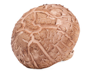 Fresh Shiitake mushroom on white background.