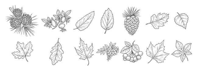 autumn leaf of maple and oak fall acorn and rowan © Backi