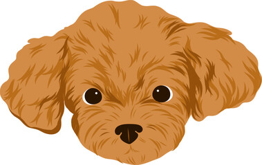 A brown poodle face with large eyes and fluffy ears