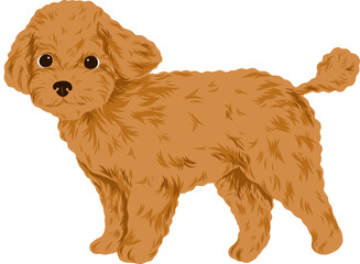 A brown poodle stands on a white background