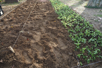 New garden plot ready for sunny vegetable planting