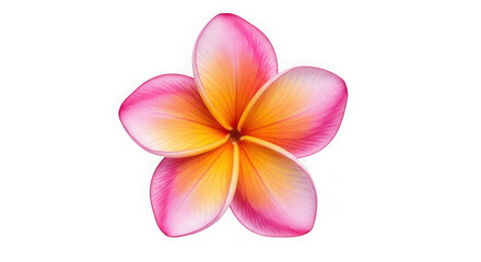 Pink and orange plumeria flower isolated on transparent background