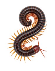 Millipede curled, detailed view