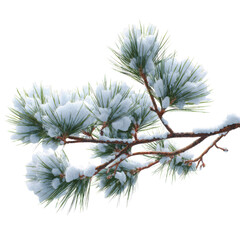 Snow-Covered Pine Branch on a Winter Morning Against Blue Sky