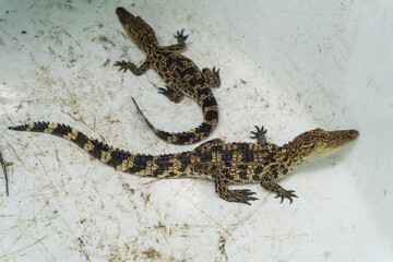 Two Young Lizards Resting on White Surface with Natural Habitat Elements Surrounding Them, Showcasing Unique Patterns and Textures in Reptile Skin