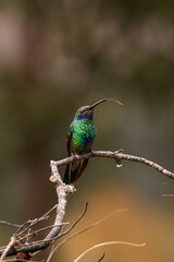 Wings of Light: Hummingbirds in Motion”