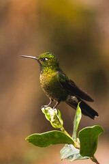 Wings of Light: Hummingbirds in Motion”