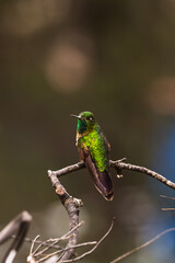 Wings of Light: Hummingbirds in Motion”