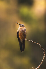 Wings of Light: Hummingbirds in Motion”