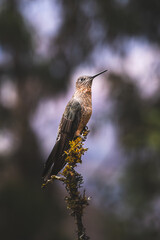 Wings of Light: Hummingbirds in Motion”