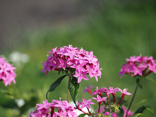 植物　９月の花