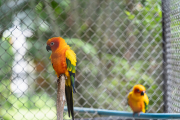Brightly Colored Parrots in Aviary Setting with Lush Greenery and Bird Cage in Background Displaying Tropical Beauty and Vibrant Nature Photography