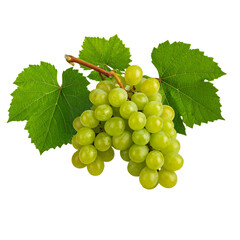 Grape branch on transparent background.Grapevine