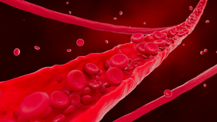 Red blood cells circulate through the blood vessels.