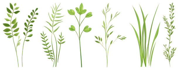Fototapeta premium PNG Herbs illustration botanical greenery, element set on transparent background