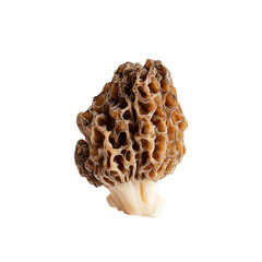 golden morel mushroom on transpart background