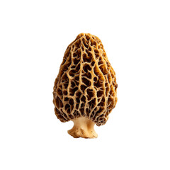 golden morel mushroom on transpart background