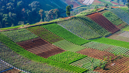Scenic aerial view of agricultural fields with green crops, ideal for farming, eco living, and sustainable agriculture.