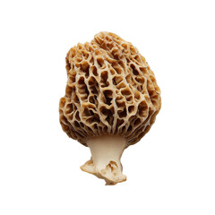 golden morel mushroom on transpart background
