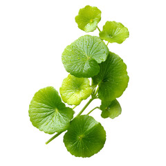 pennywort fresh green leaves on transpart background