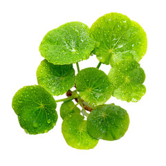 pennywort fresh green leaves on transpart background