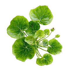 pennywort fresh green leaves on transpart background