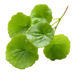pennywort fresh green leaves on transpart background