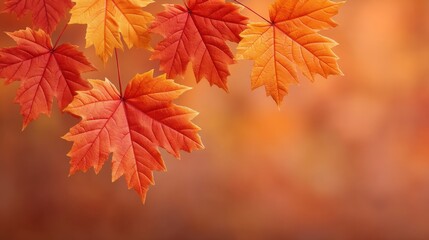 Obraz premium Vibrant Autumn Leaves with Rich Orange and Red Hues Against a Soft Blurred Background for Seasonal Inspired Designs