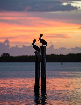 Pelicans on sunset pilings