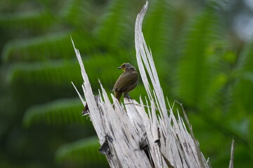 Stripe-throated Bulbul perched on palm in Malaysia