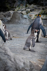 Fototapeta premium Penguins at Asahiyama Zoo, Hokkaido, Japan – Cute Wildlife Photography